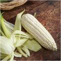 Sweet Corn Seeds for Planting – Silver Queen Variety, Heirloom, Non-GMO, Annual
