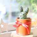 buy tephrocactus alexanderi - indian ball cactus live cactus 4 inch online, ashy grey-green spherical segmented stems, stout cream to grey spines, compact clumping growth form, rare slow-growing collector cactus, architectural windowsill accent, unique gift for cactus enthusiasts