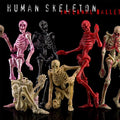 KEEPGOING Biology Classroom Human Skeleton Articulated Model Infernal Ballet 1/12 Scale Action Figure