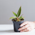 Caramel Pluto: Philodendron - 4 inch pot — indoor plant — indoor plant for sale by Promise Supply for delivery and pickup in Toronto.