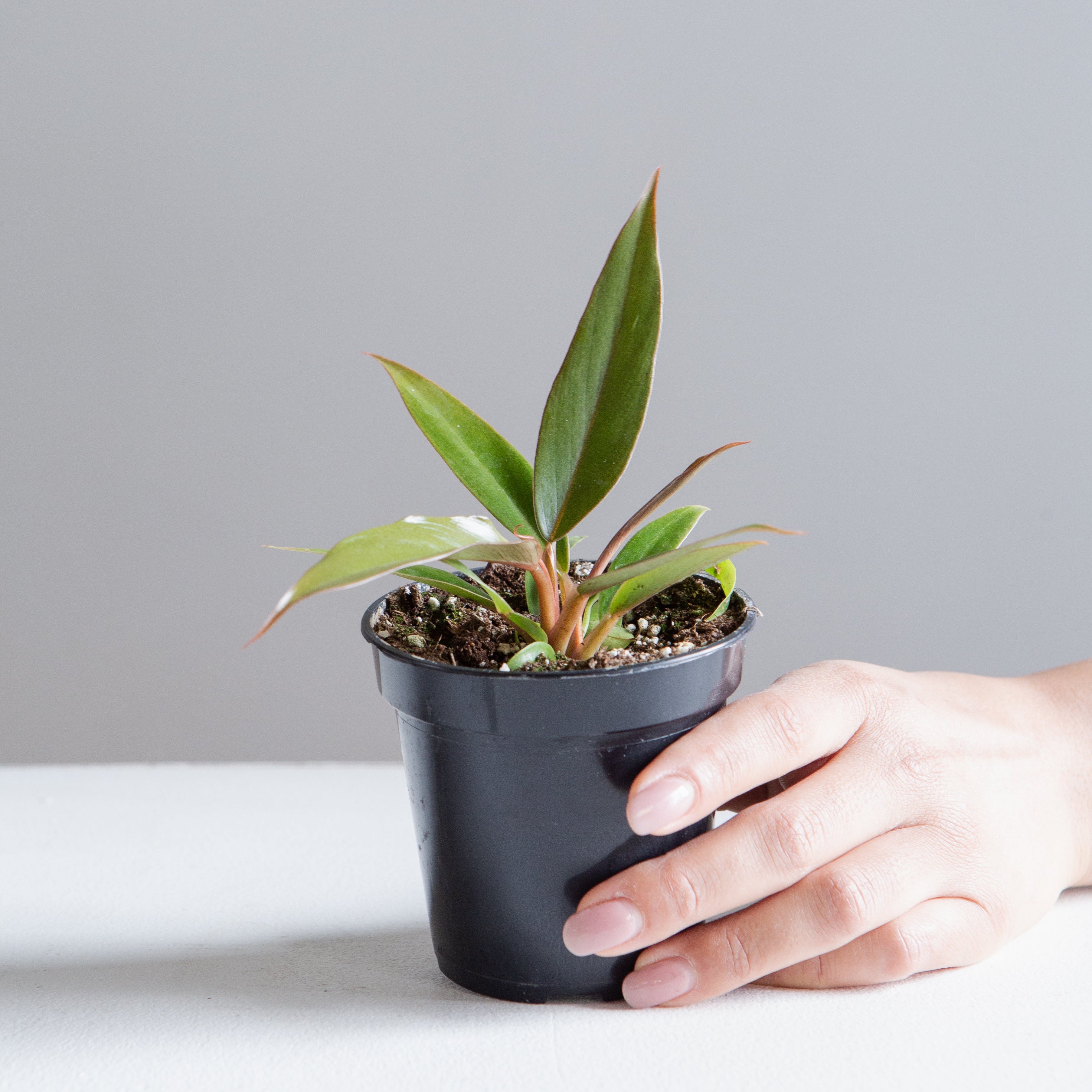 Caramel Pluto: Philodendron - 4 inch pot — indoor plant — indoor plant for sale by Promise Supply for delivery and pickup in Toronto.