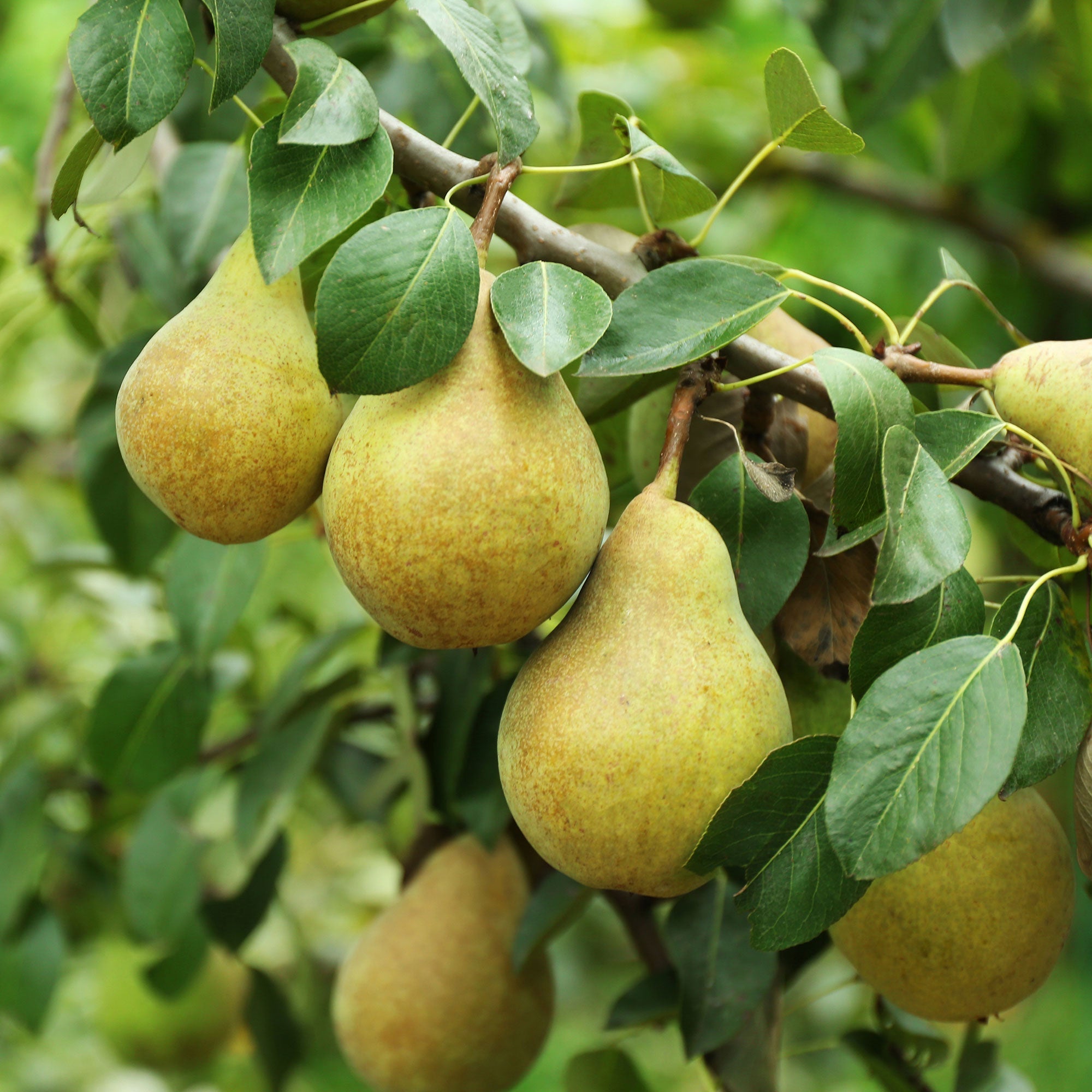 Birnbaum Pyrus communis 'Doyenne Du Comice' - Bio - Winterhart