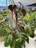 Philodendron Pink Princess in Trellis, Philodendron Erubescens Exotic Plants