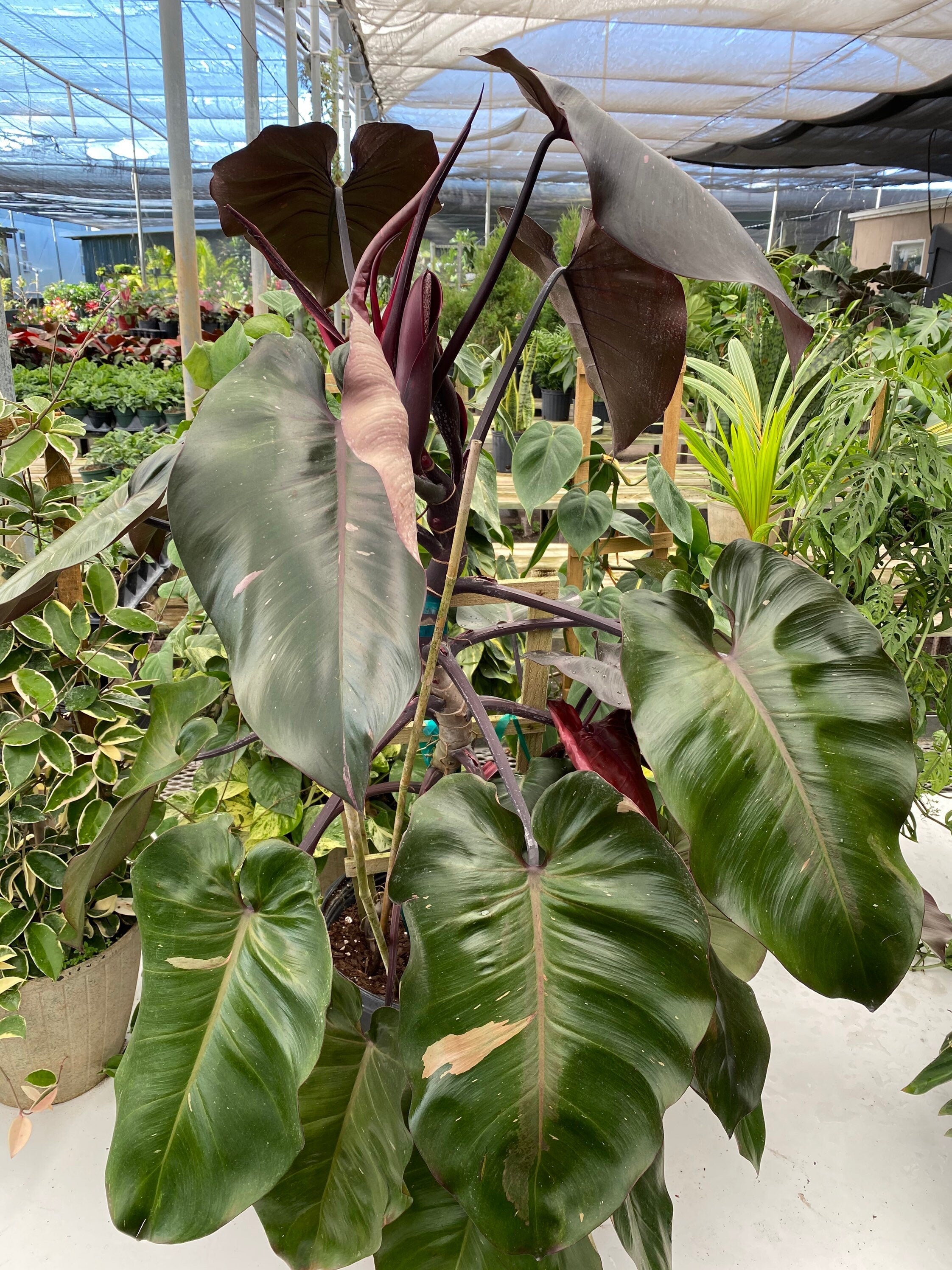 Philodendron Pink Princess in Trellis, Philodendron Erubescens Exotic Plants
