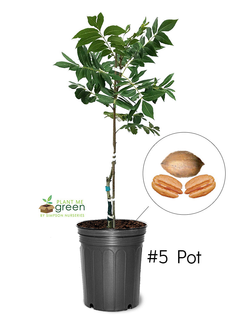 Pecan Trees - Kanza (Type 2)