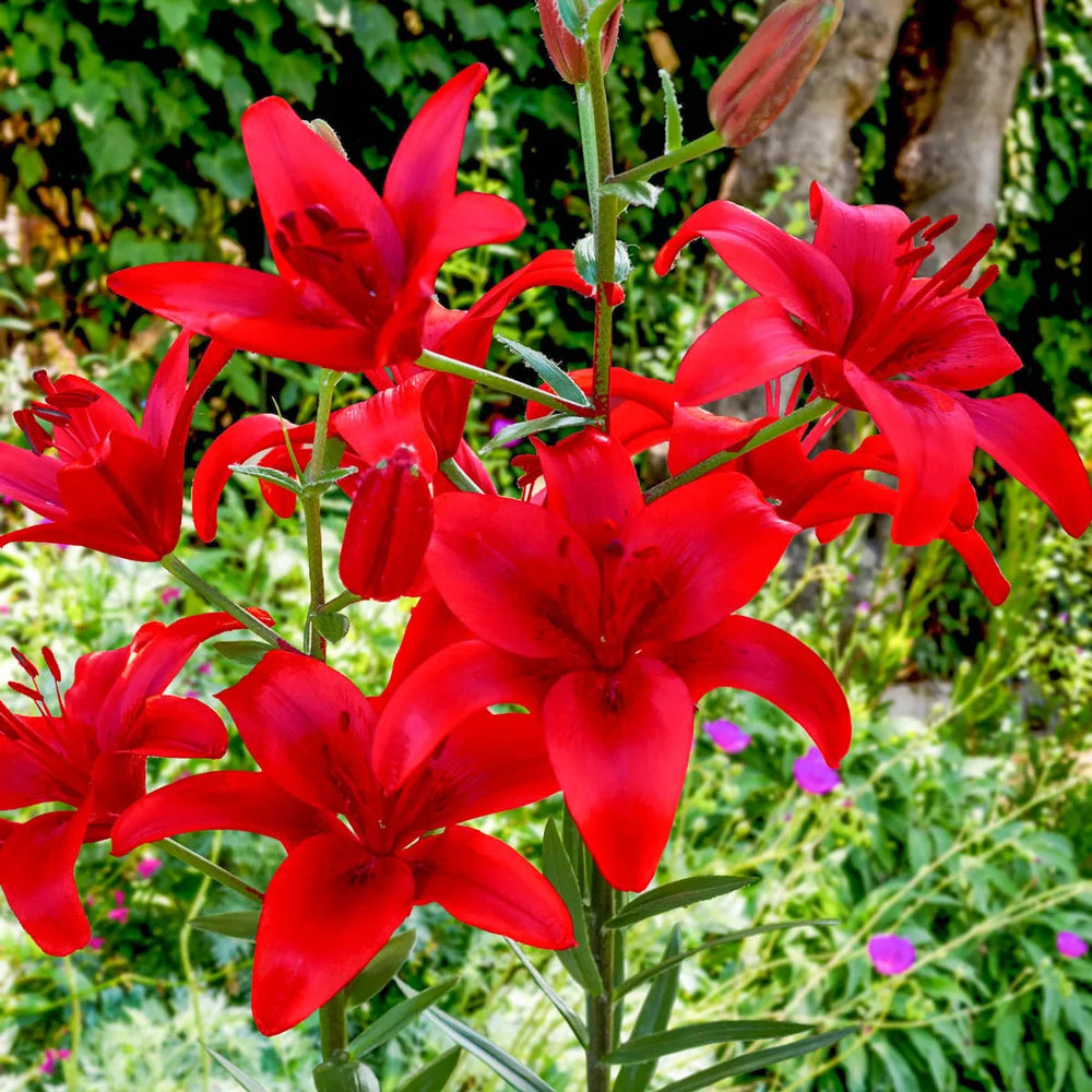 Asiatic Lily Red Highland