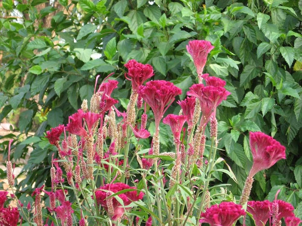 Gallo crest Celosia cristata flower seeds for planting in backyard gardens