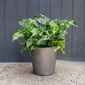 Monstera Adansonii – Swiss Cheese Plant (Narrow Form)