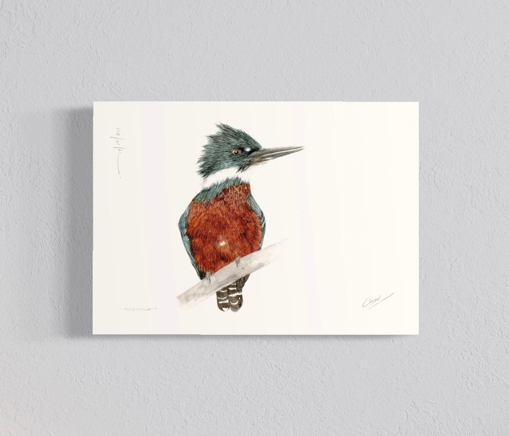 Pack Ilustraciones Aves del Sur I