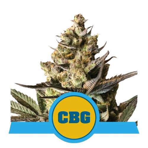 ROYAL QUEEN SEEDS - ROYAL CBG AUTO - 25 SEEDS
