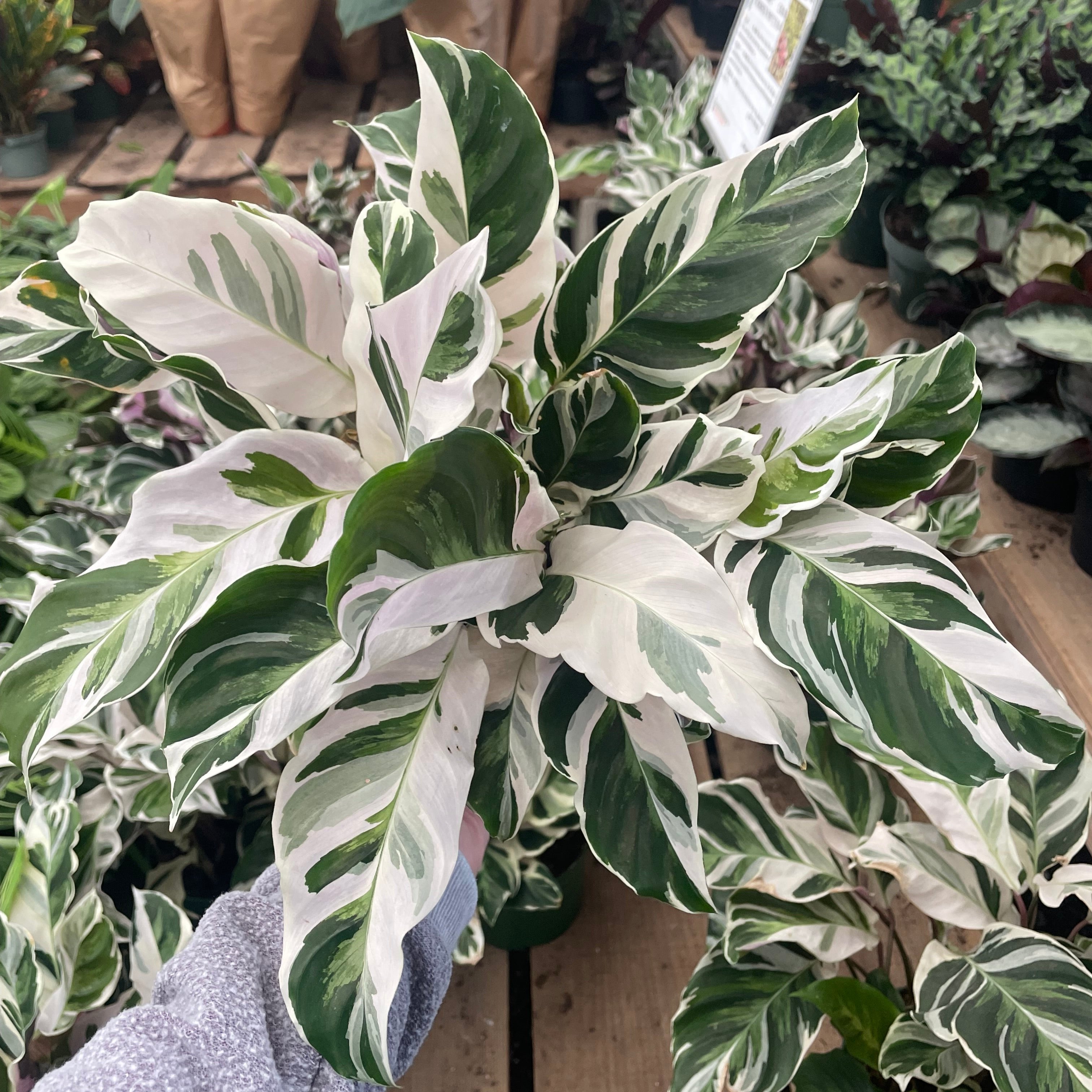 Calathea White Fusion indoor plant