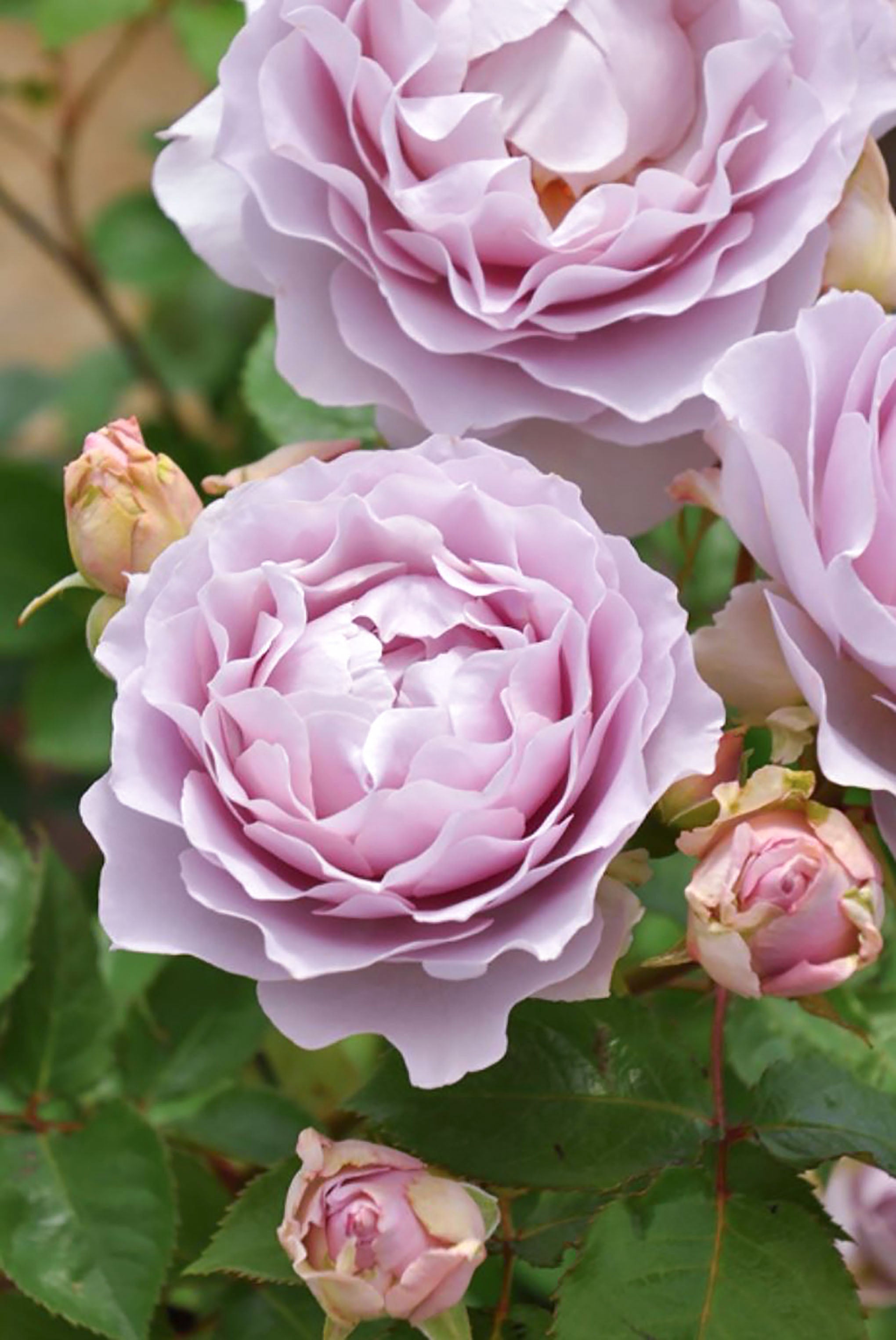 #SPJ157, Camille 卡米尔，Climbing Rose, Disease-resistant. Non-Grafted/Own Root.