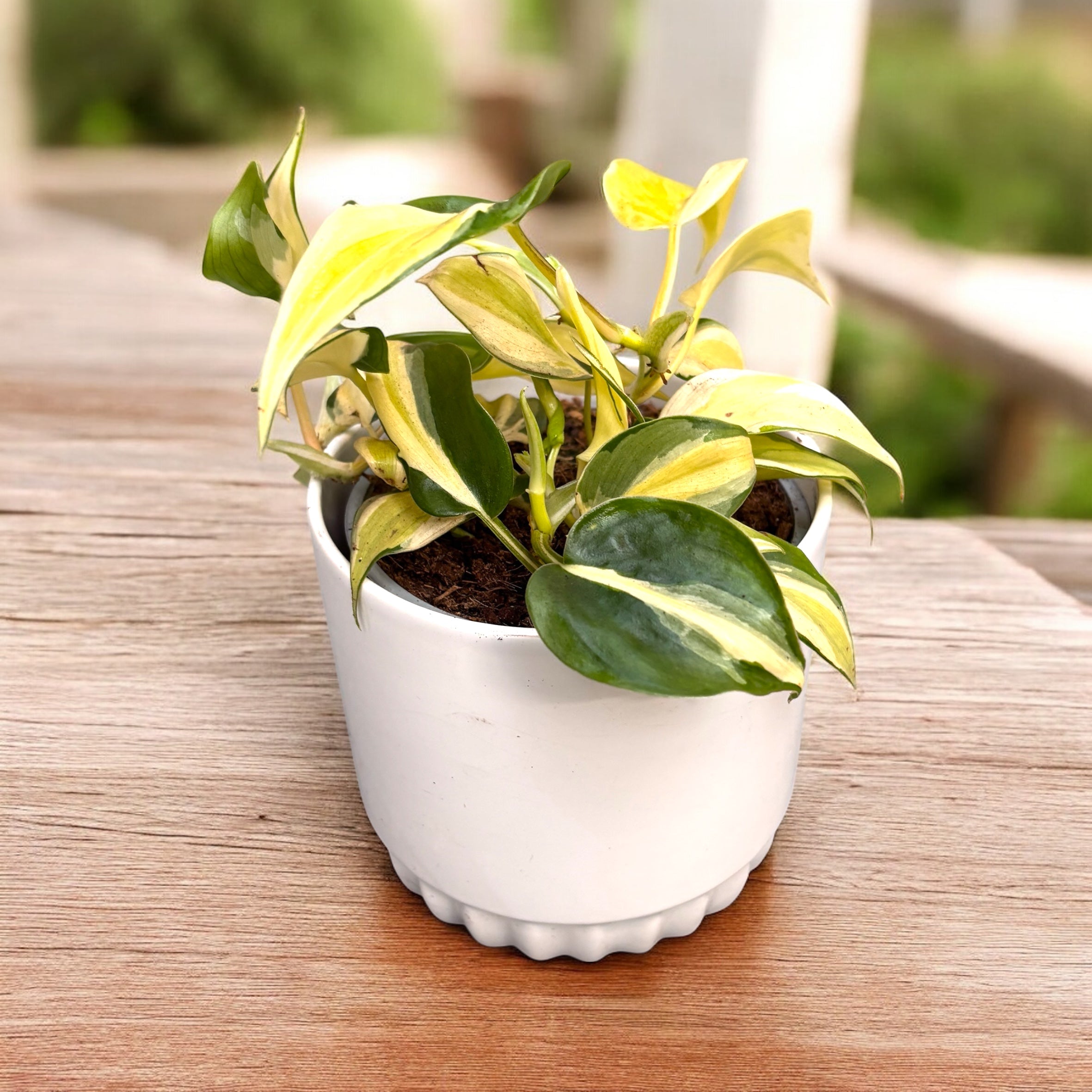 Philodendron ‘Cream Splash’