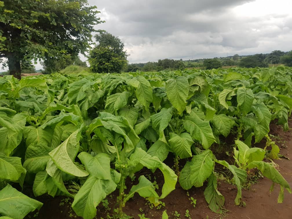 Malawi Finally Ratifies Tobacco Control Convention, But Many Farmers Are  Loyal To The Crop