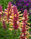 Agastache - Peachie Keen Annie's Annuals Annie's Annuals and Perennials