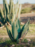Agave parryi var. 'Neomexicana' - Neumexikanische Agave