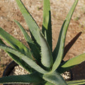 Close-up of Aloe Vera (Aloe barbadensis 'miller') with thick, pointed green leaves in a pot on a gravelly outdoor surface.
