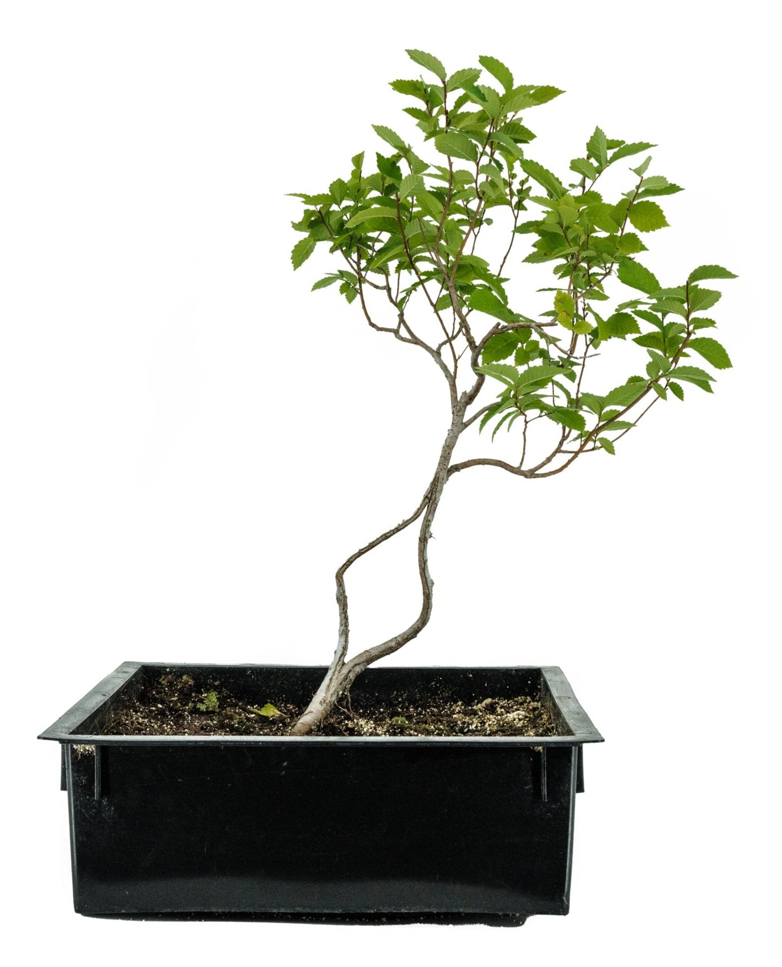 Bonsai Special | OKC Survivor Tree | American Elm (B1)