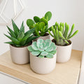 Baby Succulent Mix (4 Plants) 6cm Pot House Plants