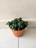 Bubble Plant