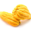 Buddha's Hand Semi-Dwarf Citron Tree for sale
