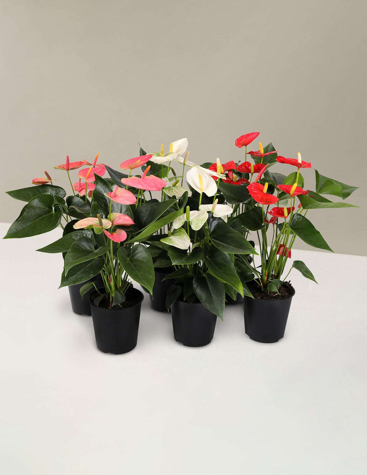 bundle | Small | Grow Pot
