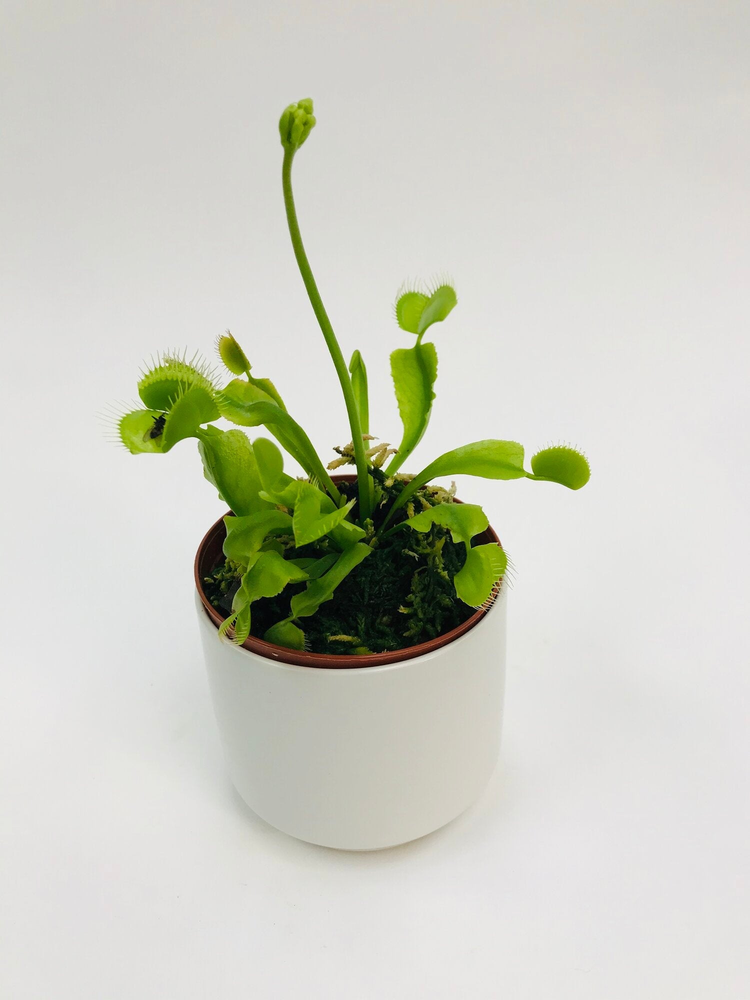 Venus Flytrap 3”