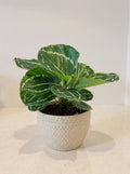 Calathea Green Goddess Prayer Plant - Pet Safe Non-Toxic Air Purifying Houseplant