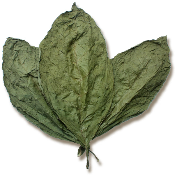 Candela Wrapper Tobacco – Ecuadorian & Honduran Shade Leaf
