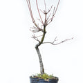 ARCE JAPONES (Acer Palmatum)