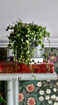 String of Turtles | Peperomia prostrata – Happy Houseplants