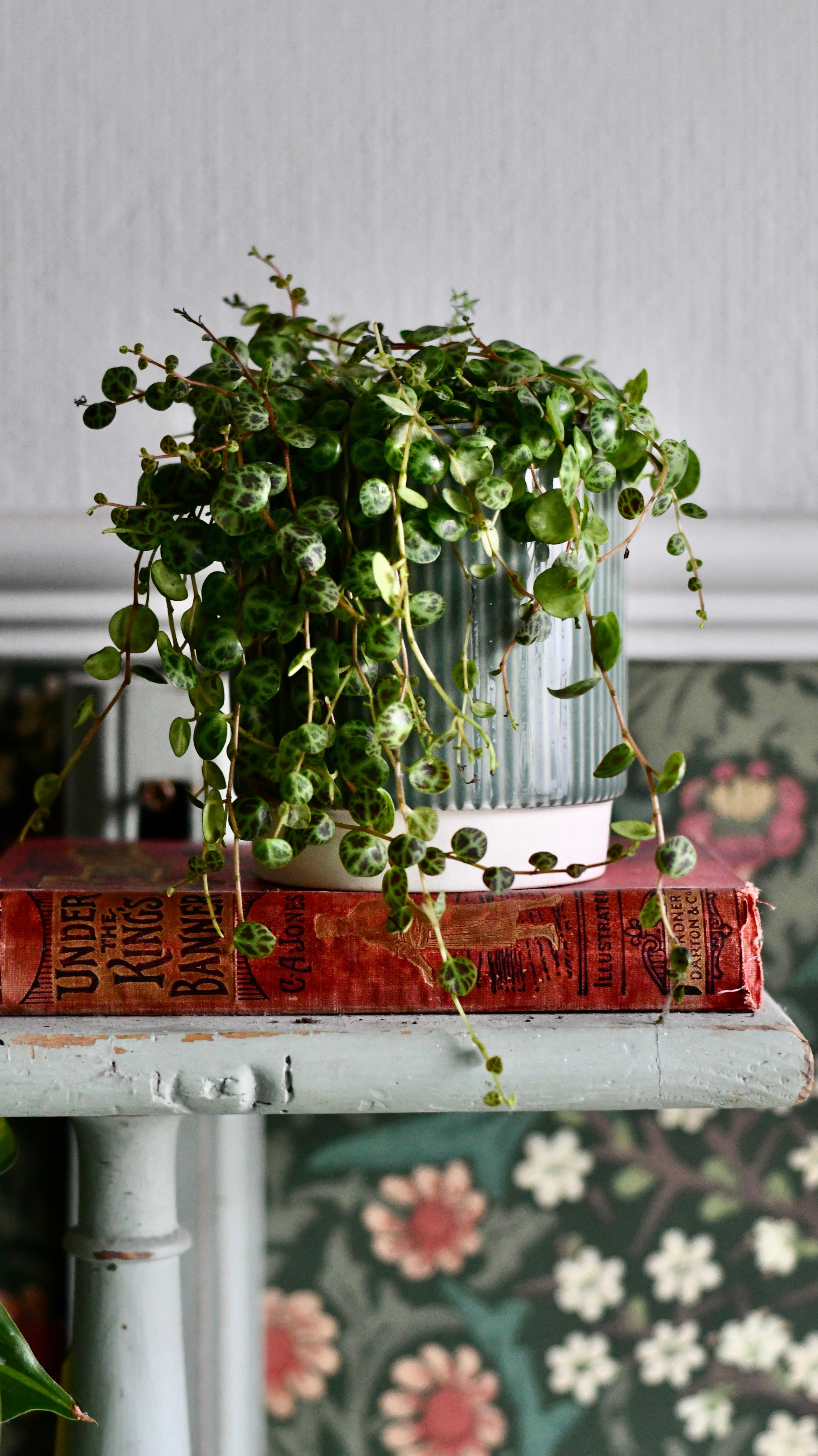 String of Turtles | Peperomia prostrata – Happy Houseplants