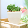 buy dinosaur back plant cactus live cactus 4 inch online, rare crested blue-green waxy sculptural form, fan-like undulating ridges resembling a dinosaur spine, slow-growing architectural statement plant, drought tolerant and low maintenance, bold floor accent for modern or desert-themed interiors, a striking and unique collector gift for cactus enthusiasts