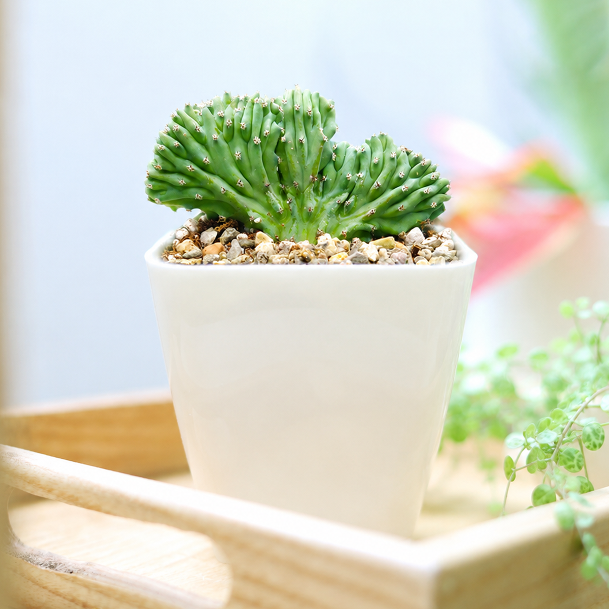 buy dinosaur back plant cactus live cactus 4 inch online, rare crested blue-green waxy sculptural form, fan-like undulating ridges resembling a dinosaur spine, slow-growing architectural statement plant, drought tolerant and low maintenance, bold floor accent for modern or desert-themed interiors, a striking and unique collector gift for cactus enthusiasts