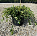 Distylium myricoides x racemosum 'Vintage Jade'