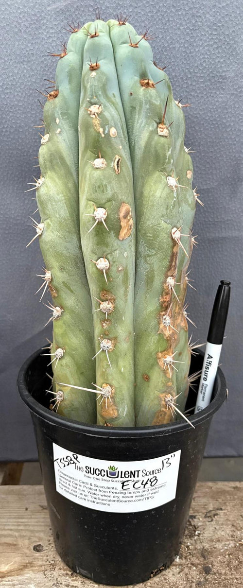 #EC48 EXACT Trichocereus Peruvianus TSSBP Blue Peru Cactus 13”-Cactus - Large - Exact-The Succulent Source