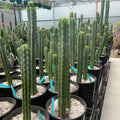 Echinopsis Pachanoi San Pedro Cactus