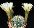 Echinopsis anacantha-Kaktus mit rundlichem grünem Körper und großen, weißen Blüten