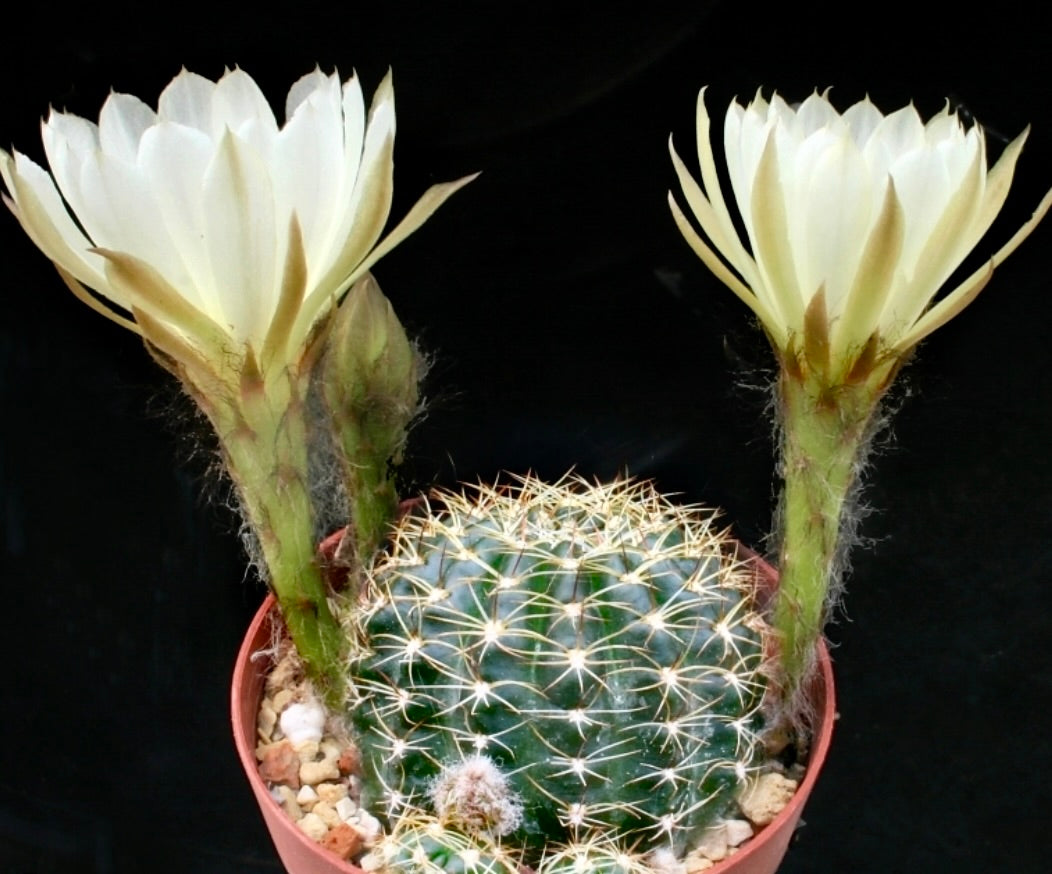 Echinopsis anacantha-Kaktus mit rundlichem grünem Körper und großen, weißen Blüten