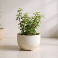 Elephant Bush Succulent Plant - Pet Safe Non-Toxic Houseplant