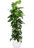 Epipremnum aureum (Efeutute) (XL)