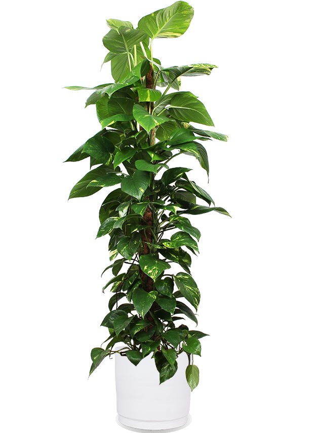 Epipremnum aureum (Efeutute) (XL)