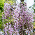 Japanischer Blauregen ‘Pink Ice’ - Bakker