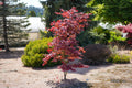 Acer oliverianum ‘Hot Sauce’ Japanese Maple