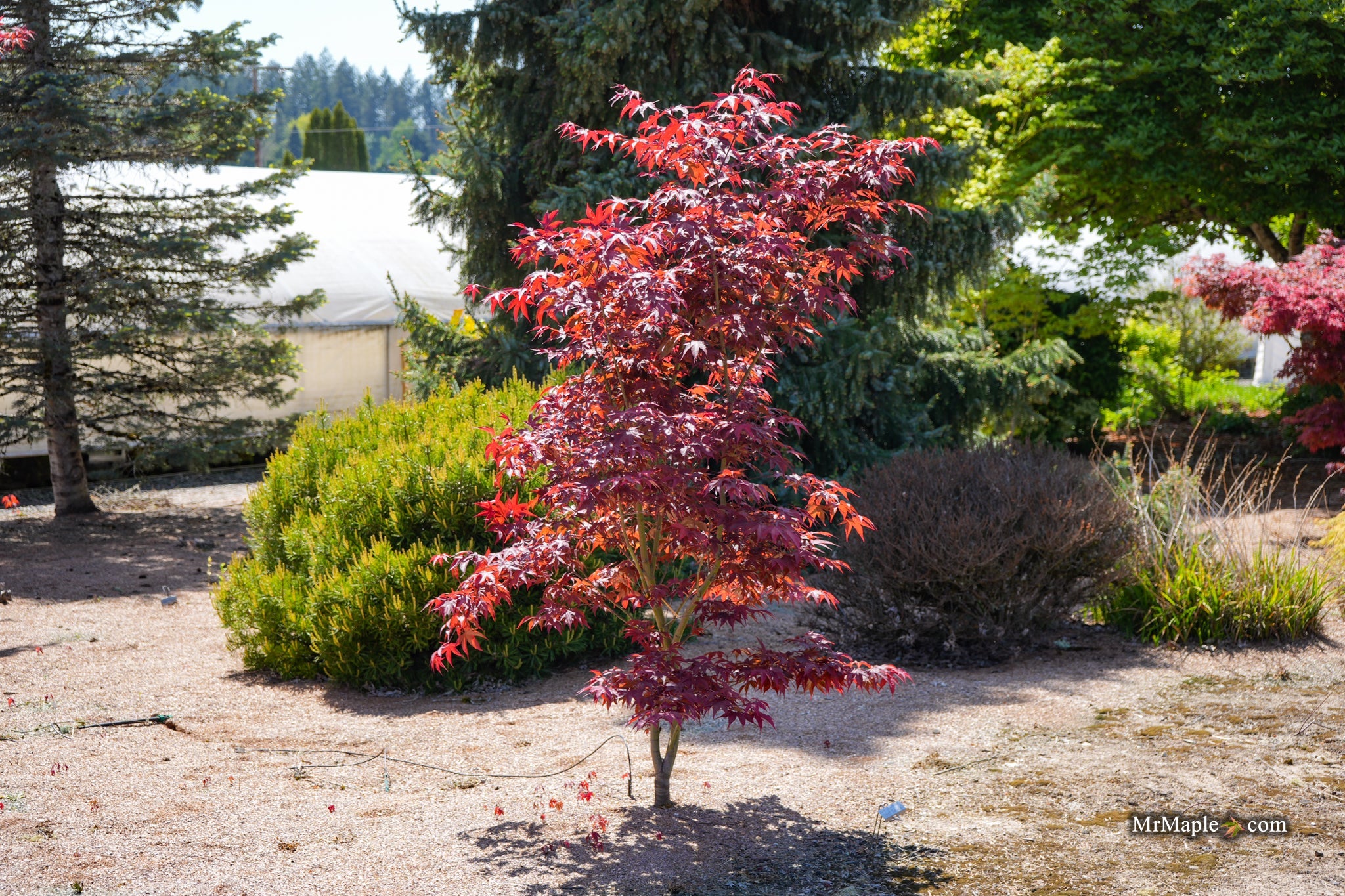 Acer oliverianum ‘Hot Sauce’ Japanese Maple