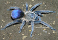 Spinosatibiapalpus sp. Blue 1/8” - 1/4”