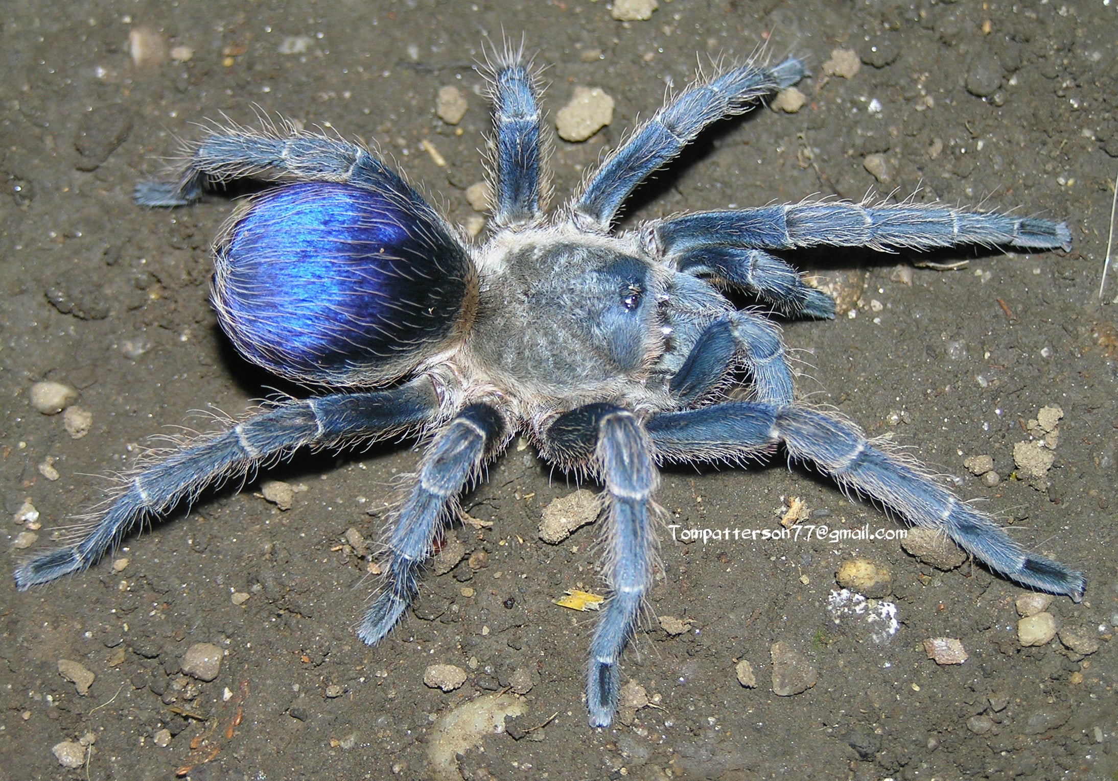 Spinosatibiapalpus sp. Blue 1/8” - 1/4”