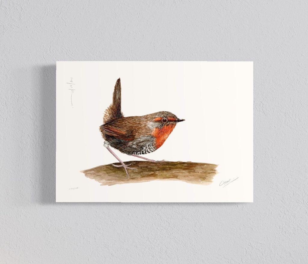 Pack Ilustraciones Aves del Sur I