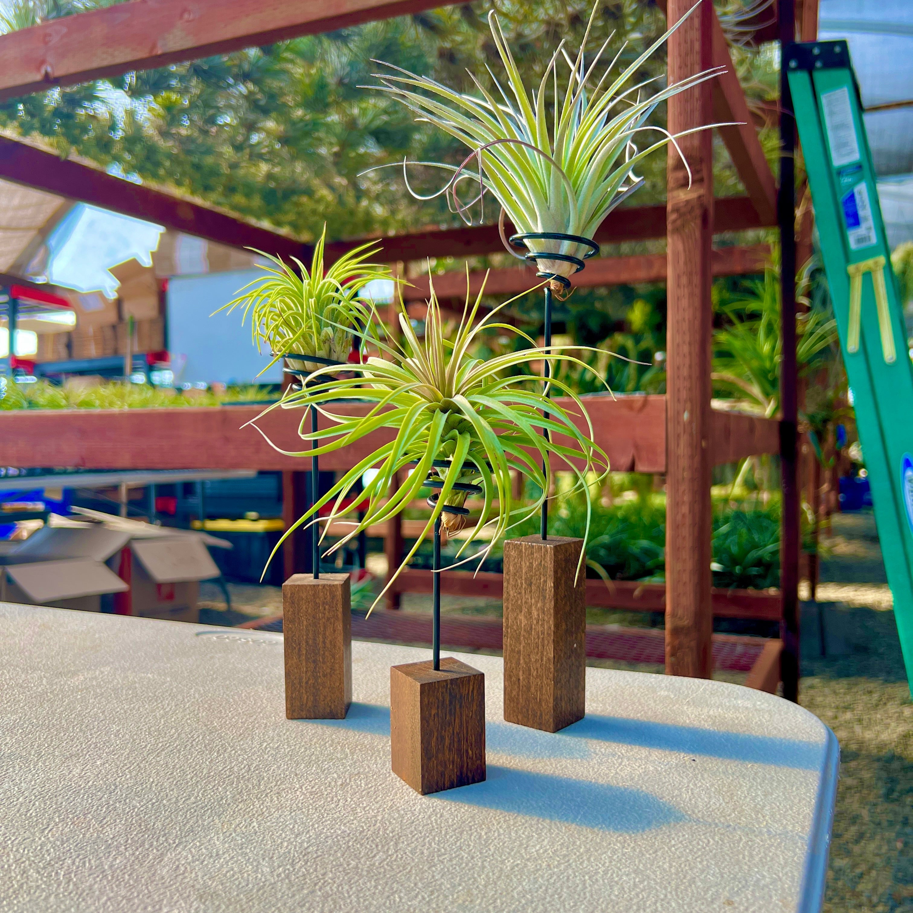 Handcrafted Modern Wood Wire Stand <br>(Stained)