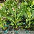 Dieffenbachia, "Sterling"